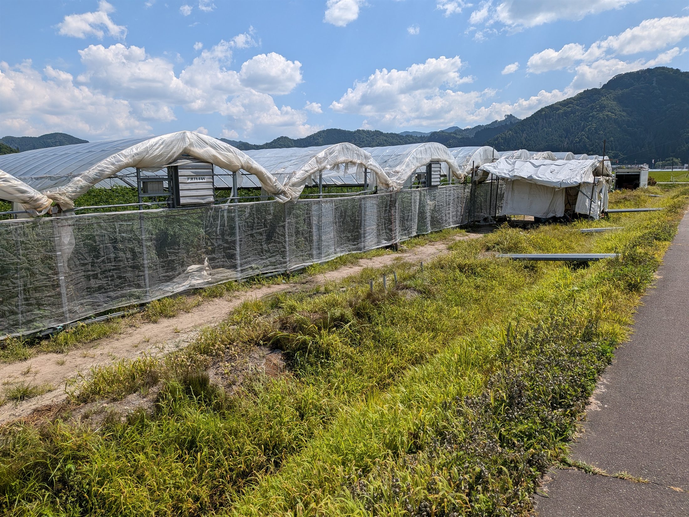夏の空の下に並ぶビニールハウス