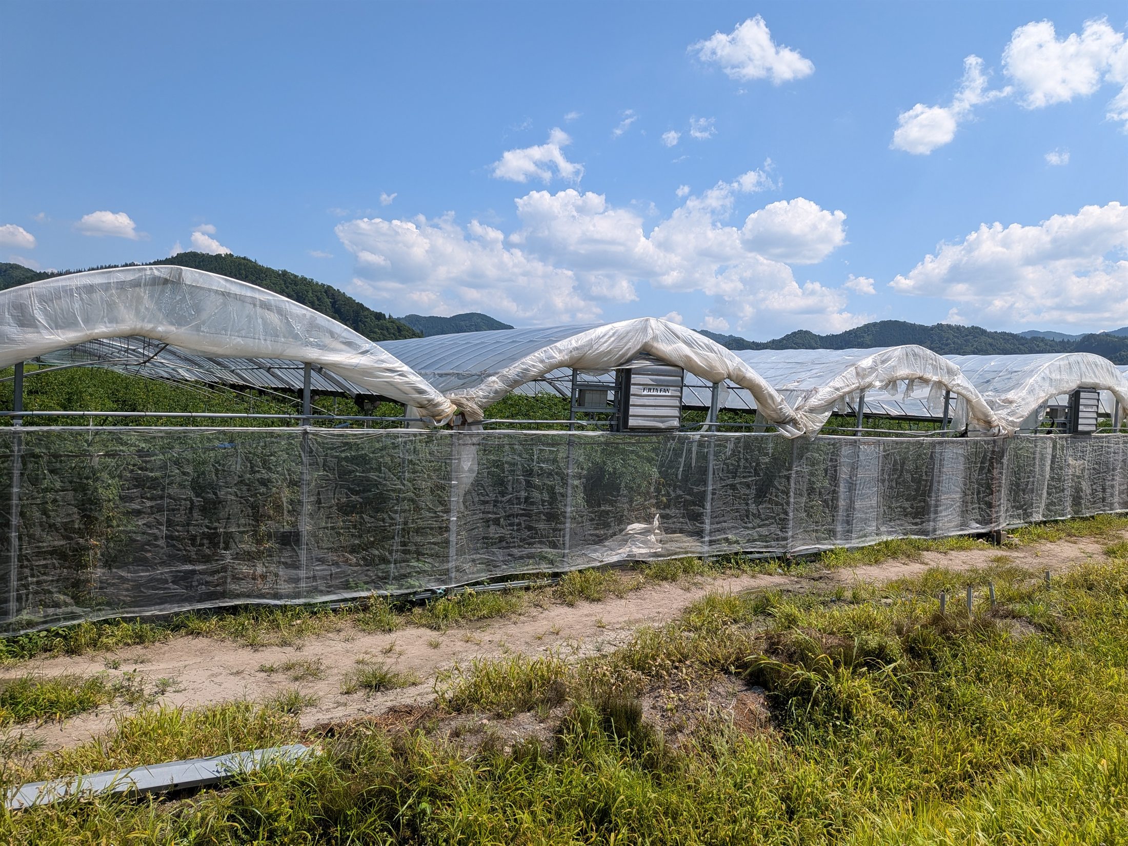 飛騨の山を背景に並ぶ七兵衛農園のハウス