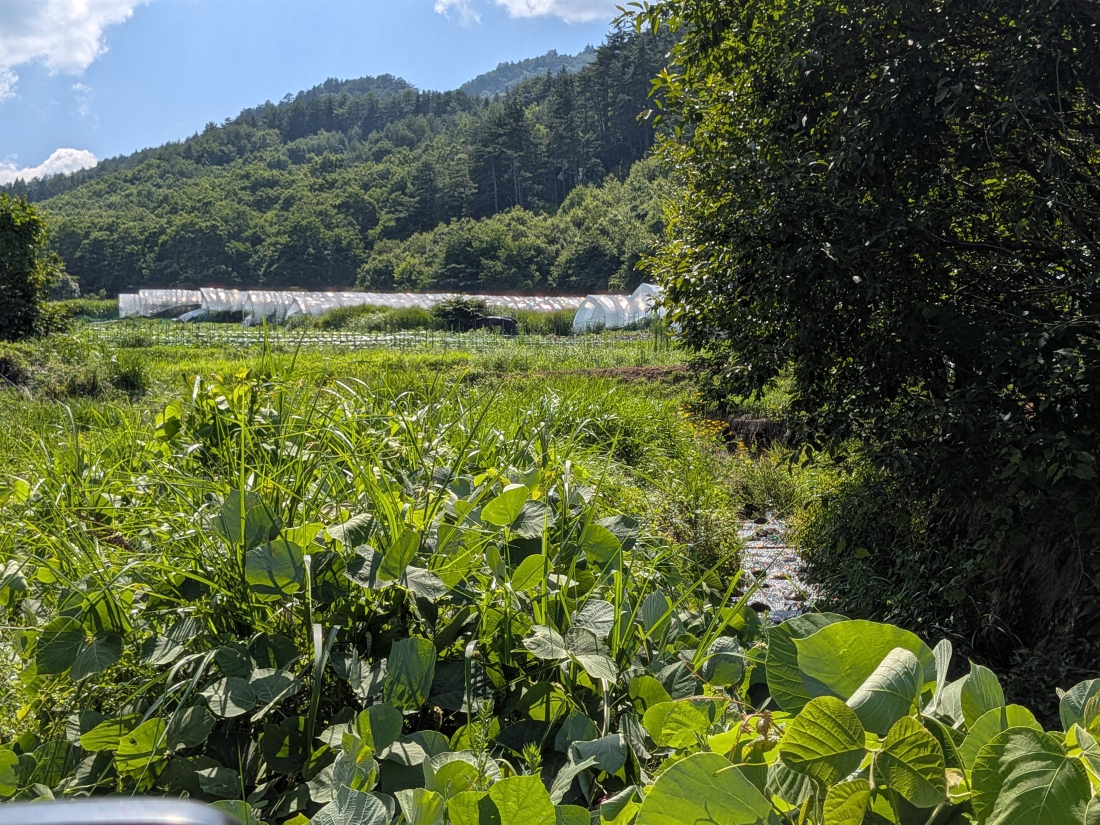 農地の横を流れる水路と山の緑